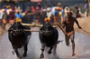 Strong protests to defy ban, &rsquo;Kambala&rsquo; on Jan 28